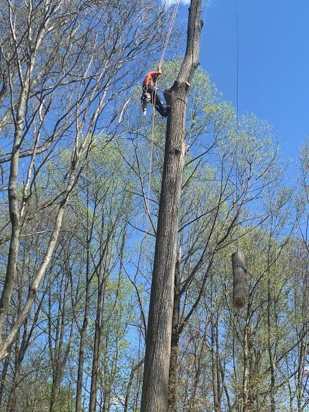 Happy Trees Services Inc.