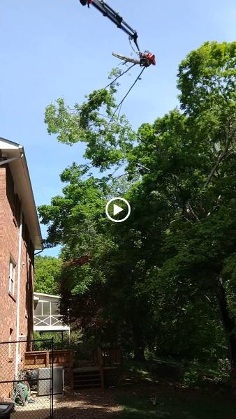 Miller Tree Service
