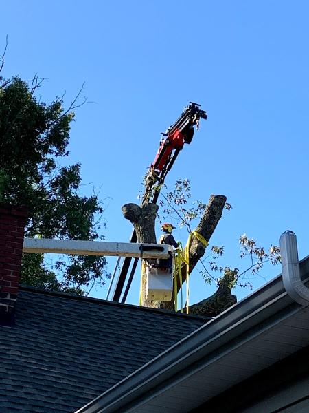 Miller Tree Service