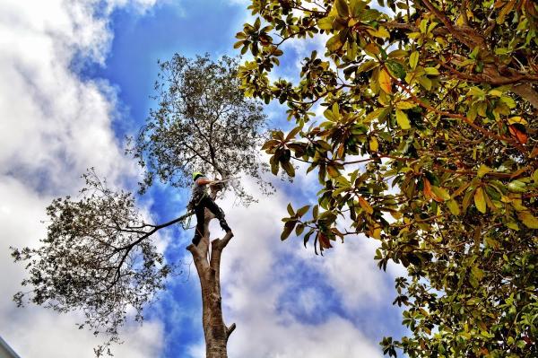 Green Roots Tree Care