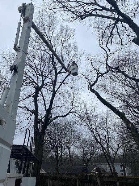 Jarvis Tree Experts
