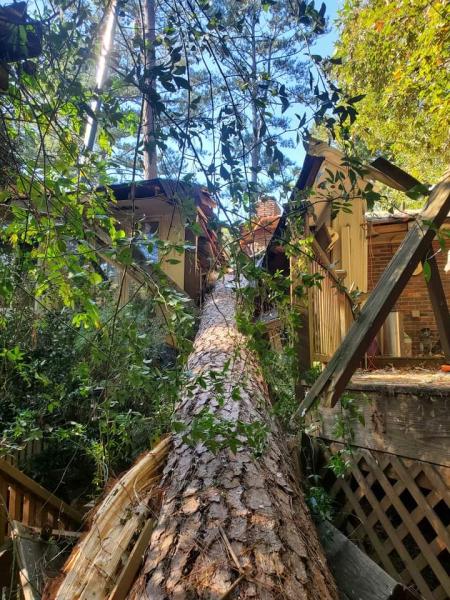 Jarvis Tree Experts
