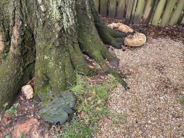 Jarvis Tree Experts