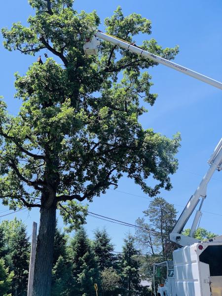 Paradise Tree Service LLC