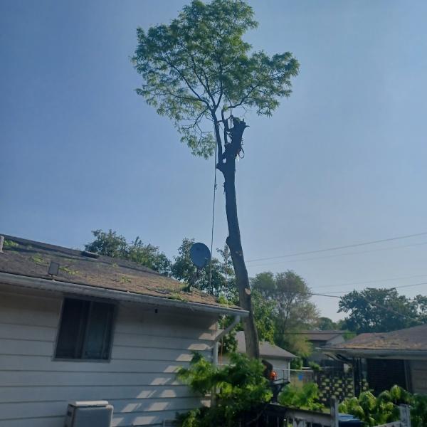 Paradise Tree Service LLC
