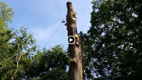 Queen City Tree Service