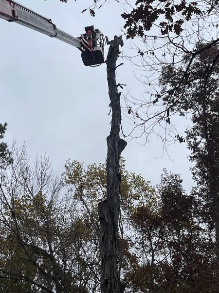 Queen City Tree Service