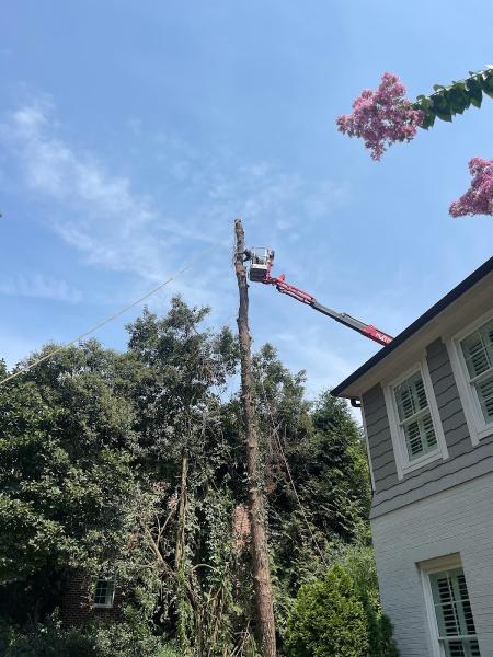 Queen City Tree Service