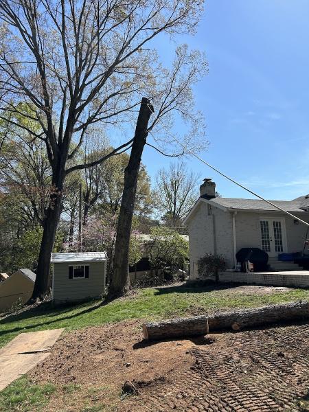 Queen City Tree Service