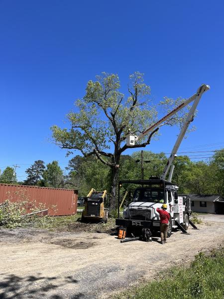 Big Woody's Tree Service