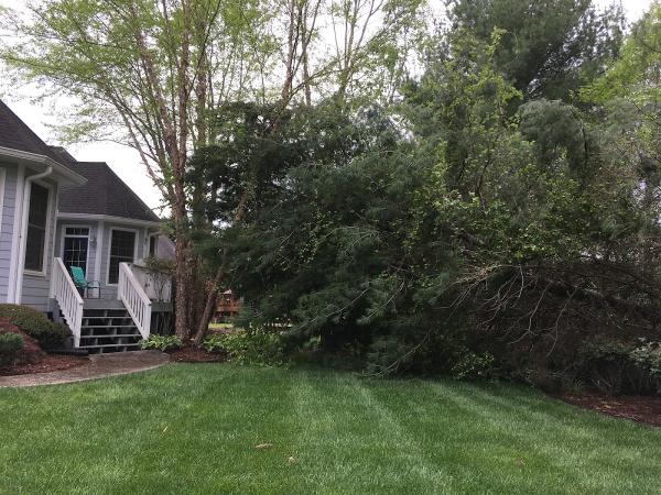 Big Woody's Tree Service