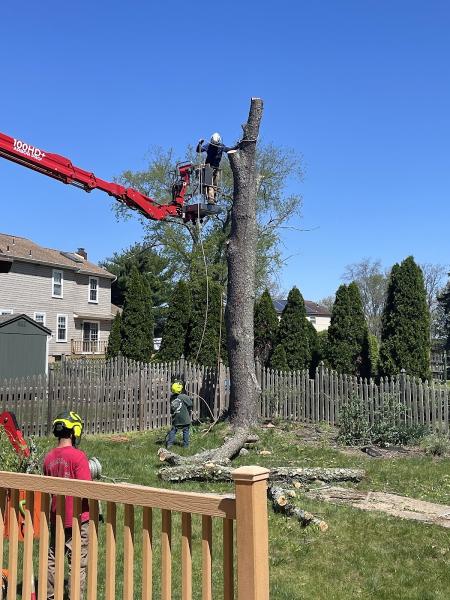 Forrest Tree Surgeon