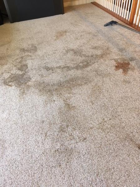 Simply Clean Carpets