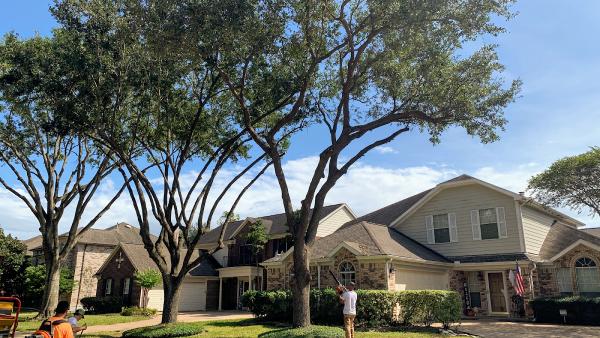 Southeast Tree