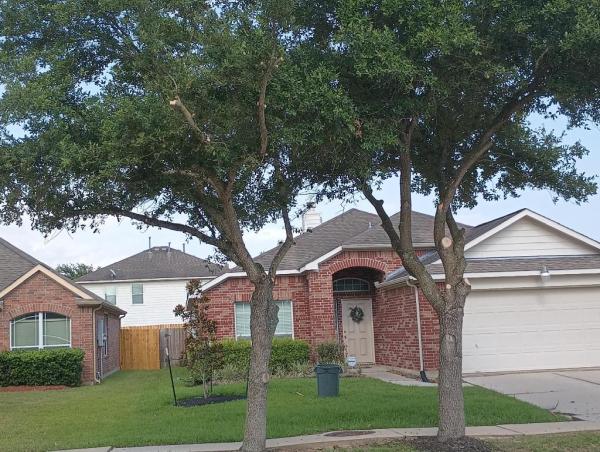 Southeast Tree