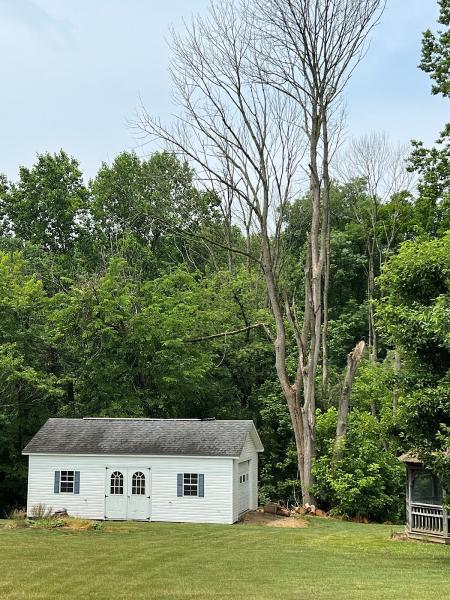 Maryland Tree Care