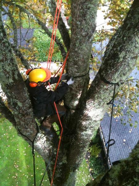 Timm's Tree Care