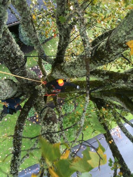 Timm's Tree Care