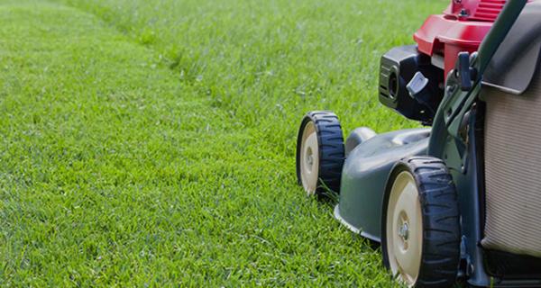Green Stuff Lawn
