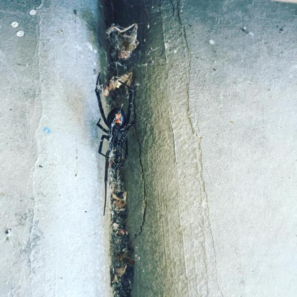 Beyond Pest Control