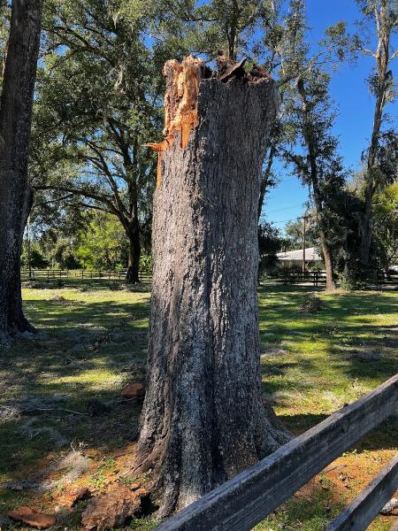 Hawthorne's Tree Service Lakeland FL