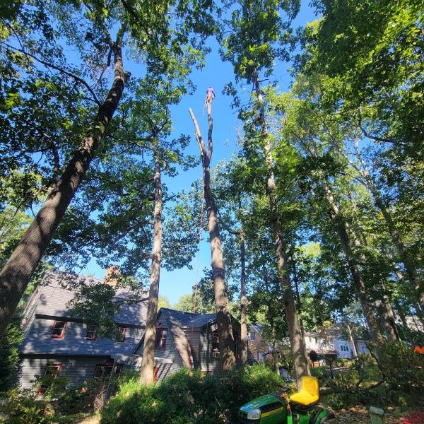 Hernandez Tree Services