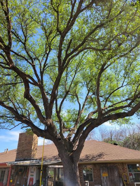 Affordable Fencing and Tree Trimming