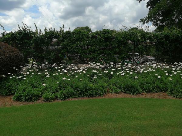 Azalea Landscaping
