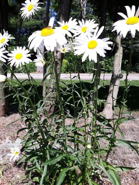 Blaha's Landscaping and Tree Service LLC
