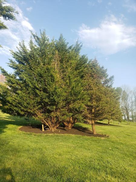 Ortega Landscaping