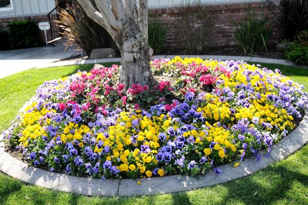 Aguiar's Landscaping