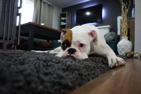 Ready2go Carpet & Upholstery Cleaning