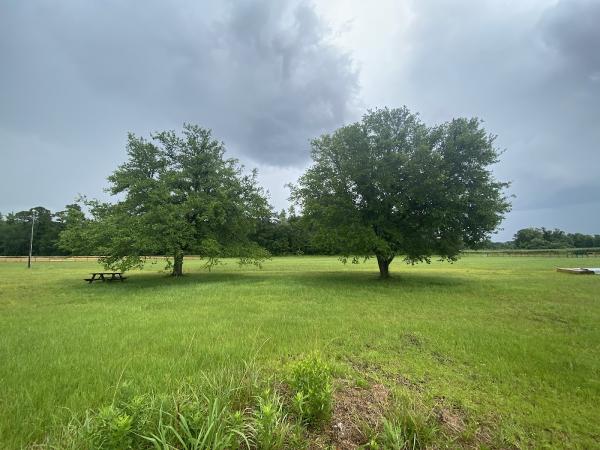 The Tree Co Dba Mr Stump