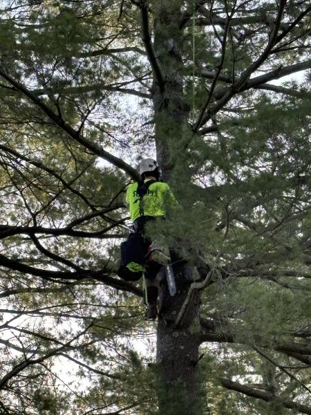 Stumpy's Tree Service