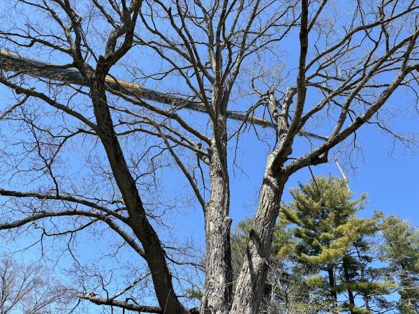 Stumpy's Tree Service