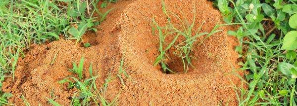 Crenshaw Termite & Pest Control