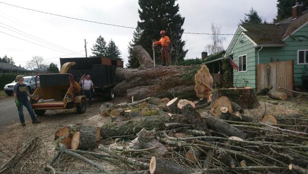 Ismael Tree Service