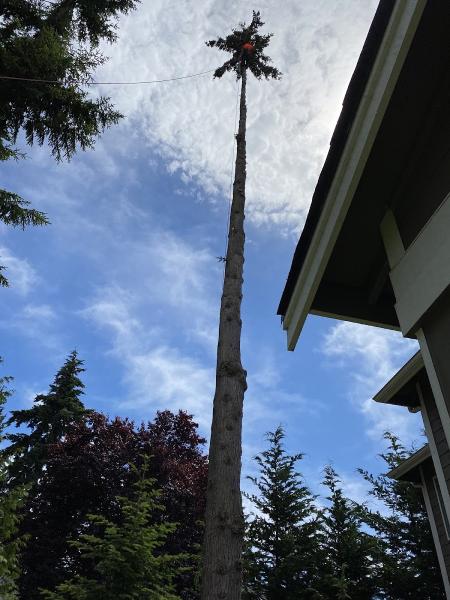 Ismael Tree Service