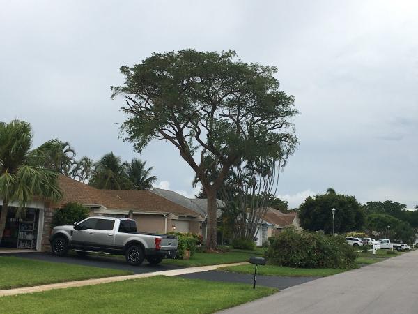 Jarocho Landscaping