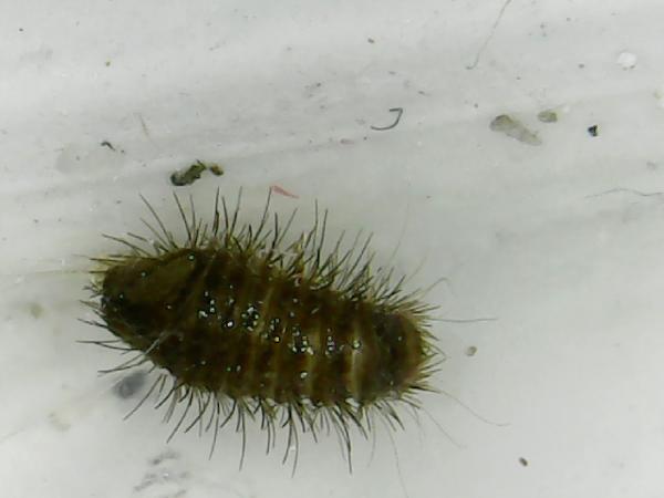 Carey Pest Management