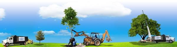 Mr. Tree Removal