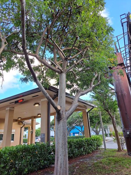 High Standards Tree Care Llc