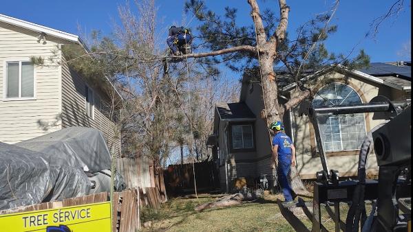 Rent A Monkey Tree Service