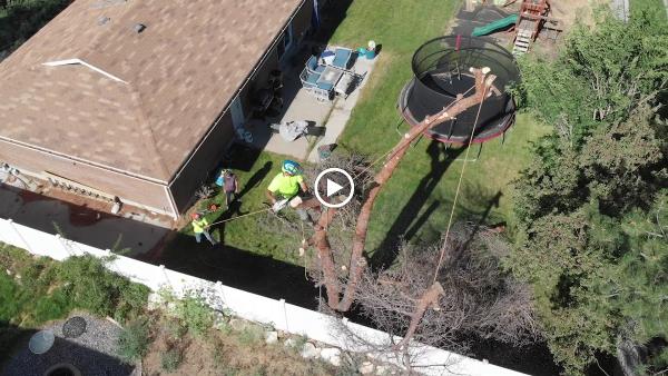 Rent A Monkey Tree Service