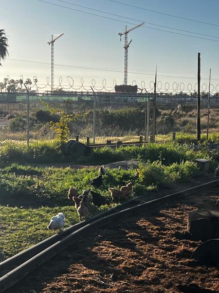 San Diego Urban Timber