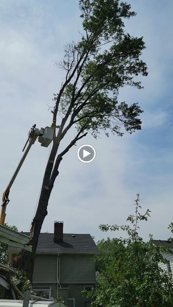 Tree Master Tree Care