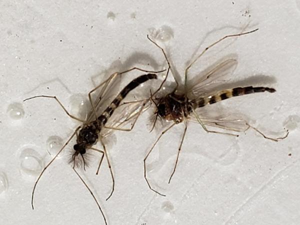 Artec Pest Control
