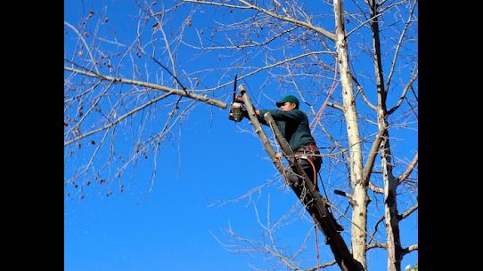 Tip Top Tree Service LLC