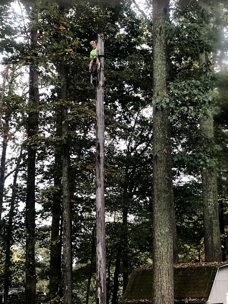 Tip Top Tree Service LLC