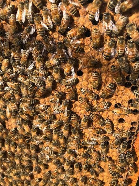 Wild Bee Company